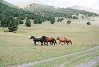 Tusheti Georgia-28