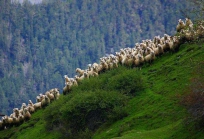 Tusheti Georgia-51