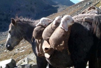 Tusheti Georgia-73